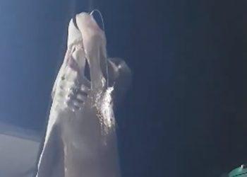 Ψάρεψαν καρχαρία 6 μέτρων στη Σκόπελο!