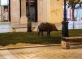 Αγριογούρουνο έκοβε βόλτες στην πλατεία Αριστοτέλους