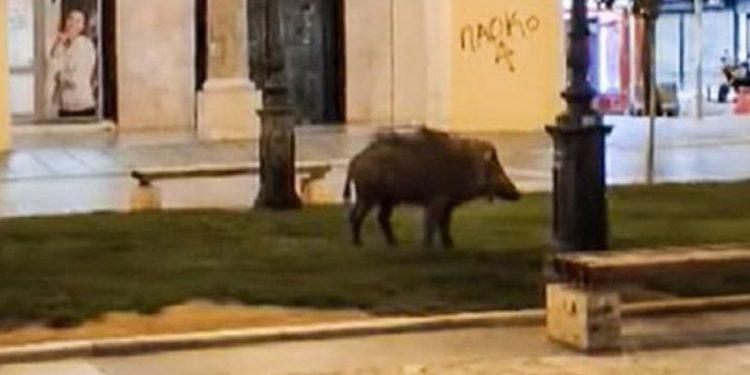 Αγριογούρουνο έκοβε βόλτες στην πλατεία Αριστοτέλους