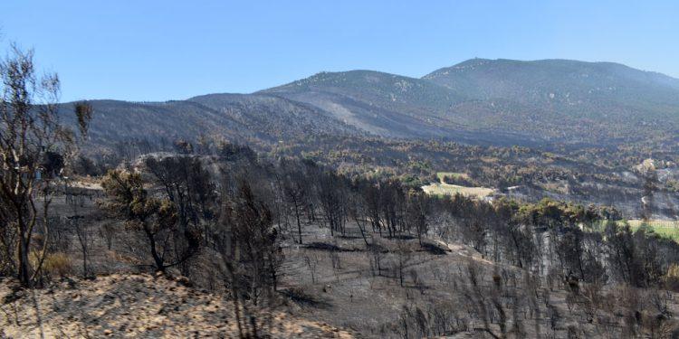 52.000 στρέμματα δάσους κάηκαν σύμφωνα με νεότερη ανάλυση του Αστεροσκοπείου