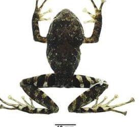 Βάτραχος – Ροκ σταρ παίρνει το όνομά του από… τους Led Zeppelin