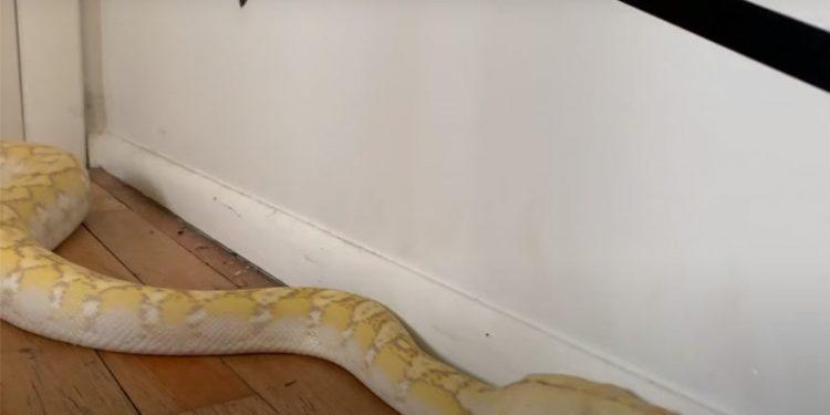 Αυστρία: Τον δάγκωσε πύθωνας που βγήκε από τη λεκάνη της τουαλέτας