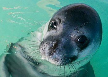 «Με τι καρδιά σκότωσες αυτό το πλάσμα» – Οργή και θλίψη για τη δολοφονία του «Κωστή»
