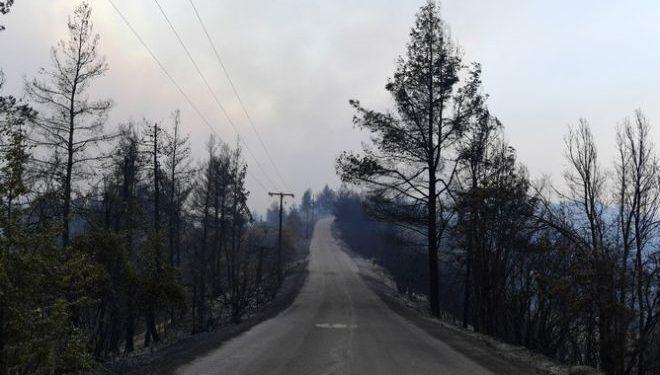 Αναδάσωση: Δεν μπορεί να ξεκινήσει αύριο και δεν μπορούμε να φυτέψουμε ό,τι μας αρέσει