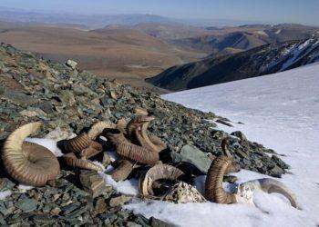 Μογγολία: Τα χιόνια έλιωσαν αποκαλύπτοντας οστά ζώων και εργαλεία από την εποχή του Χαλκού