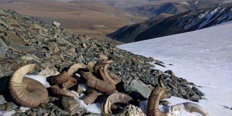 Μογγολία: Τα χιόνια έλιωσαν αποκαλύπτοντας οστά ζώων και εργαλεία από την εποχή του Χαλκού