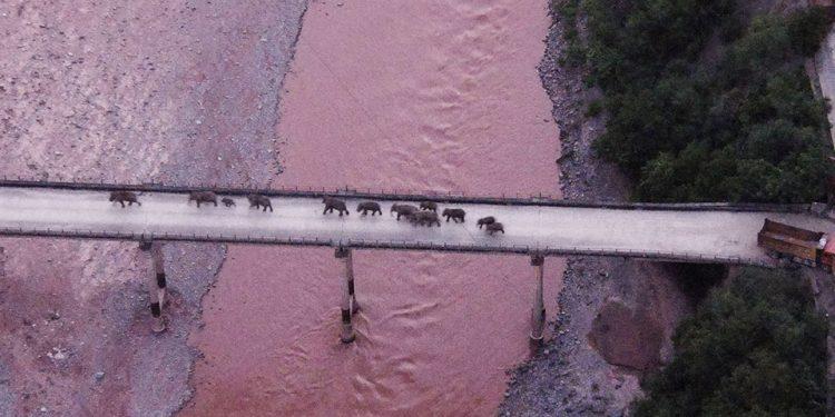 Η μεγάλη πορεία 14 κινεζικών ελεφάντων