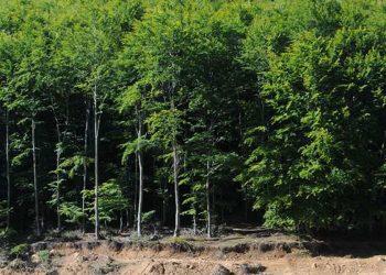 ΚΕΔΕ: ανοίγει λογαριασμό για αναδασώσεις