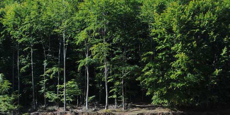 ΚΕΔΕ: ανοίγει λογαριασμό για αναδασώσεις