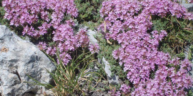 Ορεινές διαδρομές: Στο Σινιάτσικο