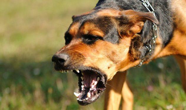 Μυτιλήνη – Κάμερα ασφαλείας κατέγραψε την επίθεση σκύλου στον 6χρονο – Τα νέα στοιχεία