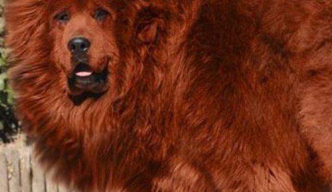 Αυτά είναι τα πιο ακριβά κατοικίδια στο κόσμο