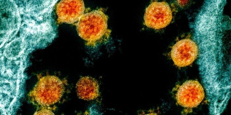 Κοροναϊός – Ποιο ζώο μπορεί να μεταδώσει τον ιό σε ανθρώπους