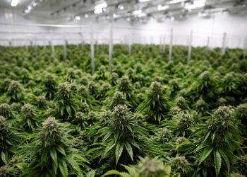 CBD – Αναπόδεικτες θεραπείες φέρνουν άνθηση στην αγορά κάνναβης