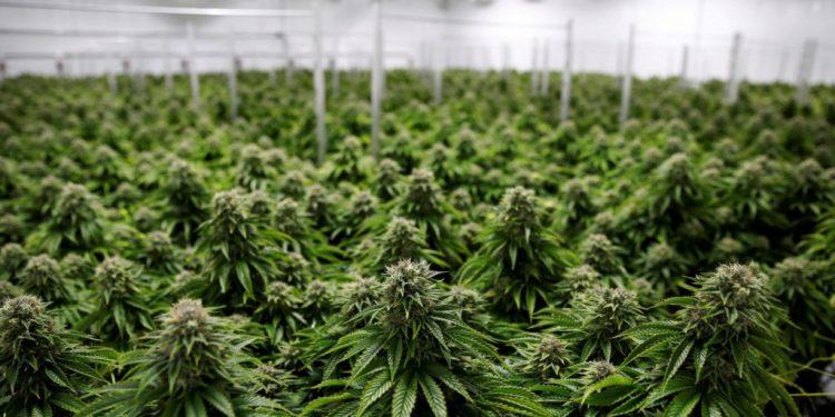 CBD – Αναπόδεικτες θεραπείες φέρνουν άνθηση στην αγορά κάνναβης