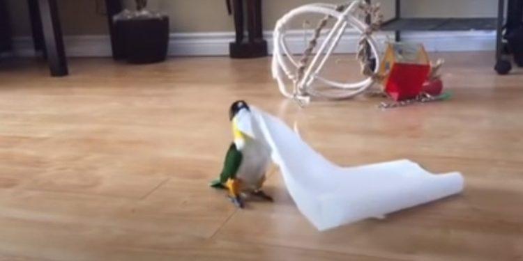 Το παράξενο παιχνίδι του παπαγάλου (ΒΙΝΤΕΟ)