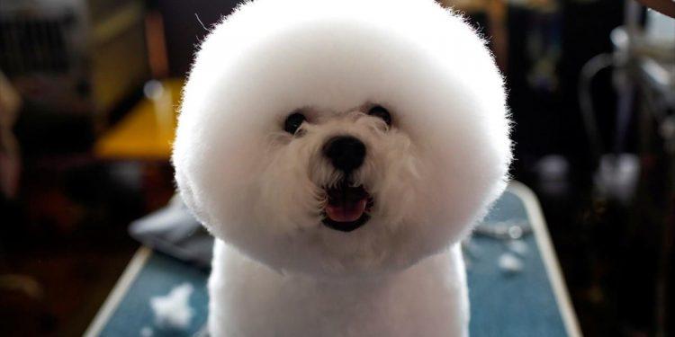 Τα ακριβότερα κατοικίδια στον κόσμο