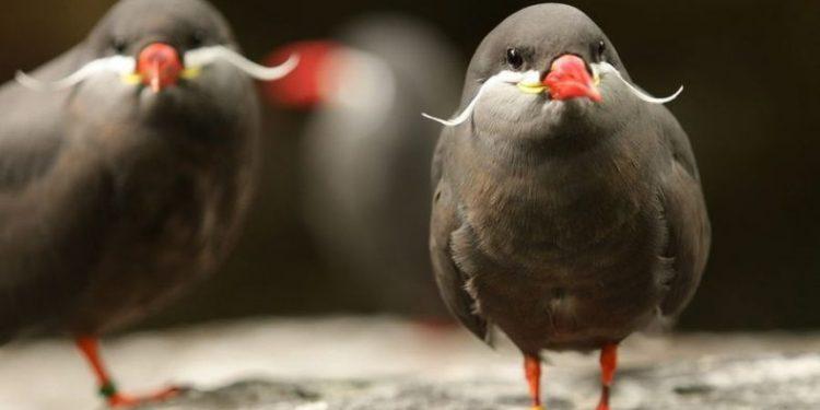 Πουλί με… μουστάκι!