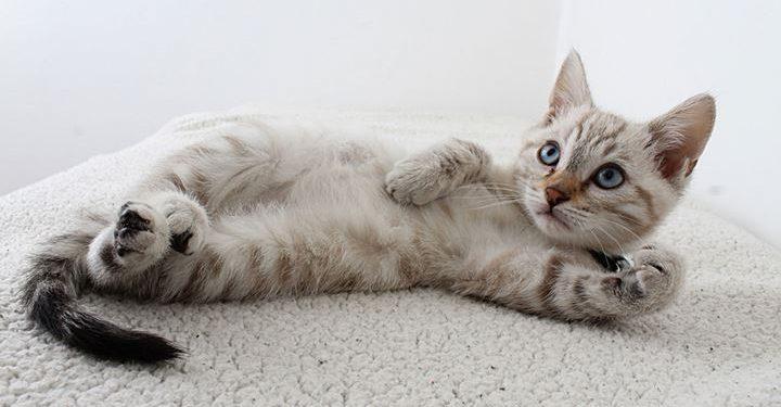 Γιατί οι γάτες αντιδρούν επιθετικά όταν προσπαθούμε να τις αγγίξουμε στην κοιλιά;