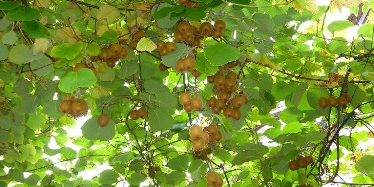 Ακτινιδιά – Το βακτηριακό έλκος – Ορθές πρακτικές για την προστασία της καλλιέργειας