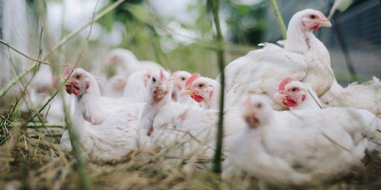 Γρίπη των πτηνών – Σε επιφυλακή η Ευρώπη