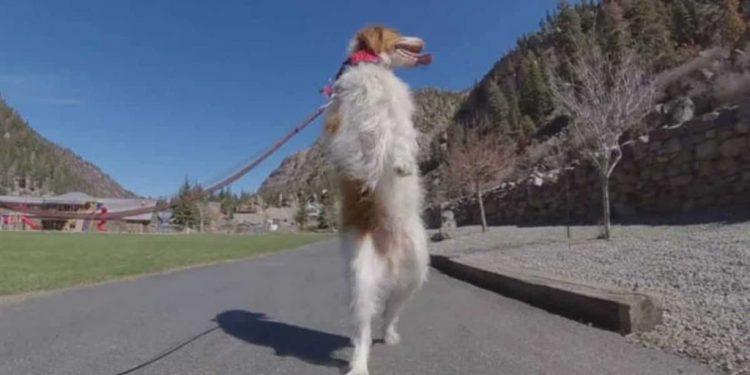 Dexter – Ο σκυλάκος που έμαθε να βαδίζει με τα δύο πόδια