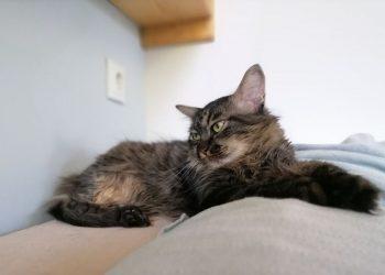 Πως να κερδίσετε την εμπιστοσύνη μιας γάτας σε 5 βήματα.