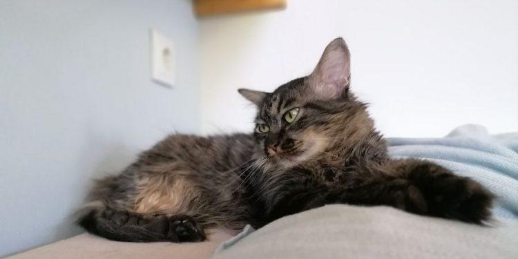 Πως να κερδίσετε την εμπιστοσύνη μιας γάτας σε 5 βήματα.