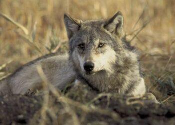 «Καλλιστώ»: Δεν γνωρίζουμε αν ήταν λύκος το ζώο που επιτέθηκε στα σκυλιά στο Διόνυσο