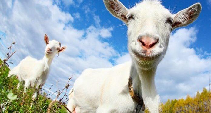 Όταν τα μηρυκαστικά υφαίνουν τα δελτία ειδήσεων!