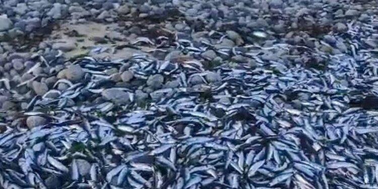 Χιλή: Γέμισε με νεκρά ψάρια η παραλία – Δεν βρίσκουν απάντηση οι επιστήμονες.