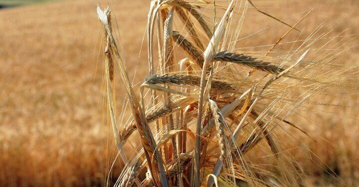 Η Ρωσία περιορίζει τις εξαγωγές ζάχαρης και σιτηρών.