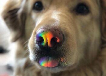 ΤΙ ΒΛΕΠΕΙ Ο ΣΚΥΛΟΣ ΣΟΥ.