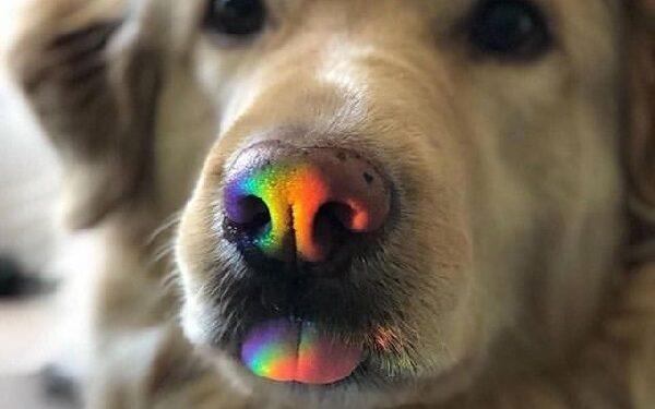 ΤΙ ΒΛΕΠΕΙ Ο ΣΚΥΛΟΣ ΣΟΥ.