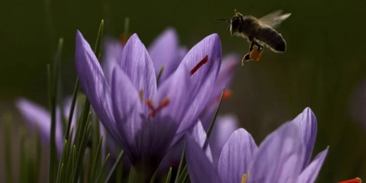 Ο κρόκος κατάγεται από την Ελλάδα της Εποχής του Χαλκού, αποφάνθηκαν Γερμανοί επιστήμονες.