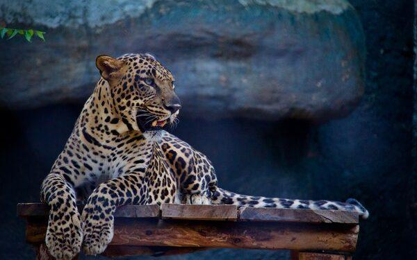 Ιράν: Λεοπάρδαλη επιτέθηκε σε αστυνομικό- Σκότωσαν το ζώο να τον σώσουν