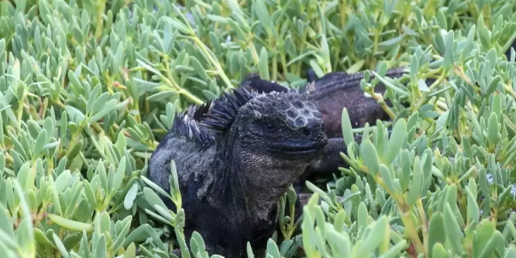 Ινδία: Βίασαν, μαγείρεψαν και έφαγαν σαύρα υπό εξαφάνιση!!!!!