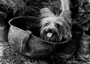 ΣΤΡΑΤΙΩΤΗΣ SMOKY