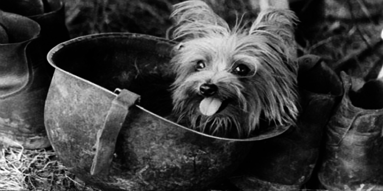 ΣΤΡΑΤΙΩΤΗΣ SMOKY