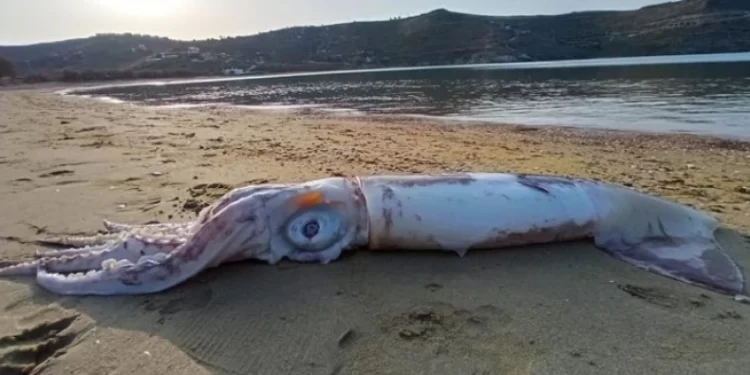 Γιγάντιο θράψαλο ξεβράστηκε στην Τζια