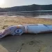 Γιγάντιο θράψαλο ξεβράστηκε στην Τζια