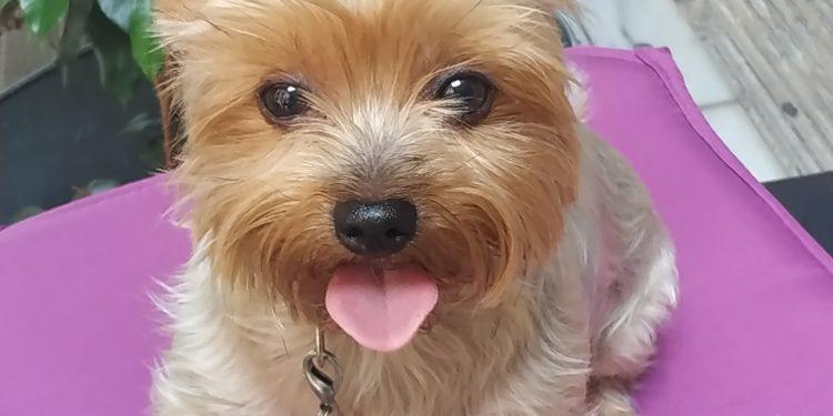 Γιατί το κουτάβι «βρέχει» το κρεβάτι του;Μία συμπεριφορά που μπορεί να παρουσιάσουν τα κουτάβια, ακόμη και ένας ενήλικος σκύλος, είναι να ουρούν το κρεβατάκι τους.