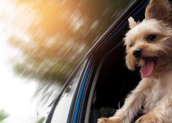 Ταξιδεύοντας με το κατοικίδιο – Πώς θα απολαύσει το ταξίδι ο τετράποδος φίλος μας