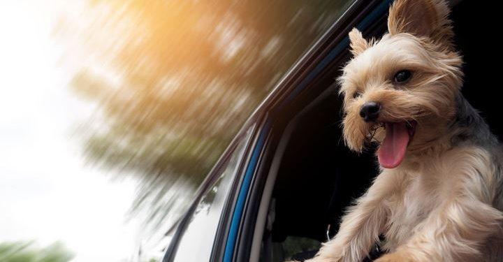 Ταξιδεύοντας με το κατοικίδιο – Πώς θα απολαύσει το ταξίδι ο τετράποδος φίλος μας