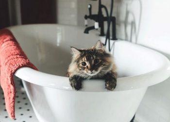 Οι γάτες χρειάζονται μπάνιo;