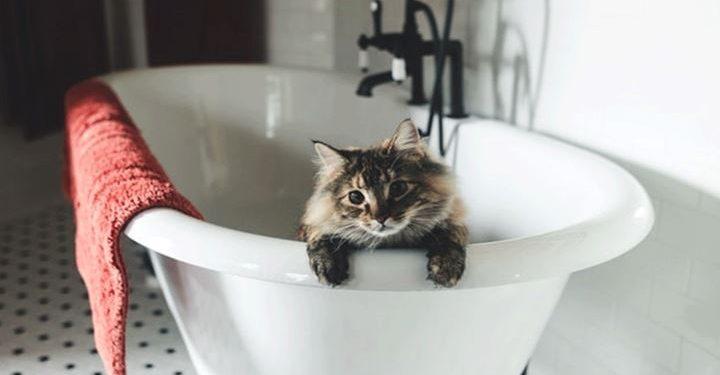 Οι γάτες χρειάζονται μπάνιo;