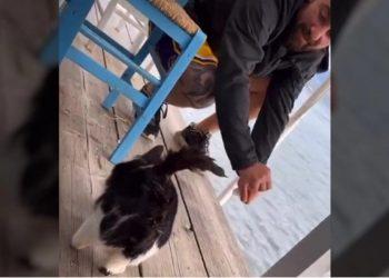 Αιδηψός: Σεσημασμένος για ναρκωτικά ο 30χρονος που συνελήφθη για την κακοποίηση της γάτας