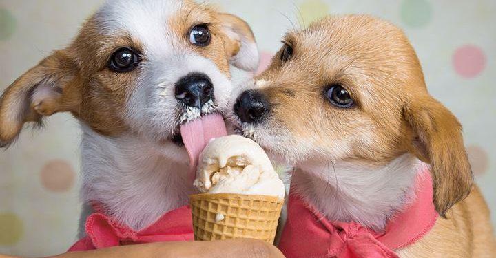 Το ιδανικό σπιτικό παγωτό για τον σκύλο μας