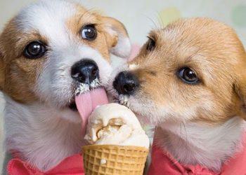 Το ιδανικό σπιτικό παγωτό για τον σκύλο μας