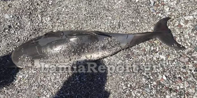 Καμένα Βούρλα: Μωρό δελφίνι ξεβράστηκε νεκρό